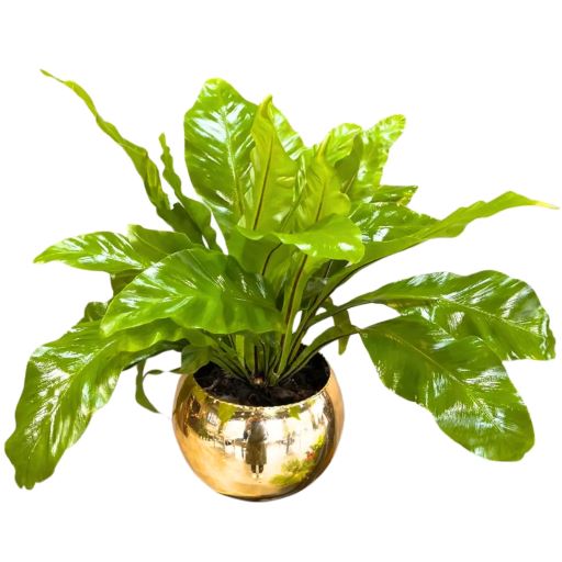 PLANTA ASPLENIUM